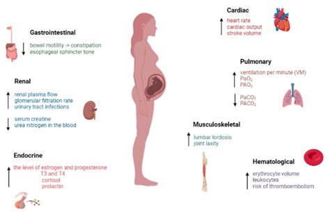 PHYSIOLOGY OF PREGNANCY Nurses Revision