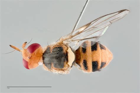 Bactrocera oleae - Fruit Fly ID Australia