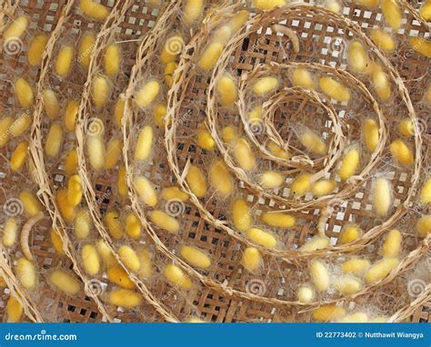 Silkworm stock photo. Image of textile, fashion, fabricate - 22773402