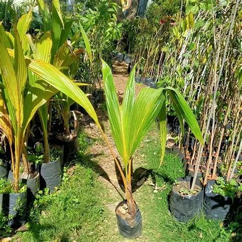 Mphmi Seedless Plant Fruit Plants Nariyal Coconut Tree Golden