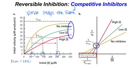 Module 7: Enzyme Regulation, Cell Signaling Pathways, and GPCR ...
