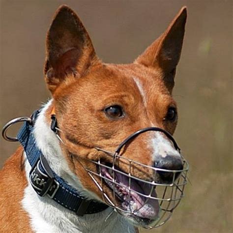 Беговые намордники