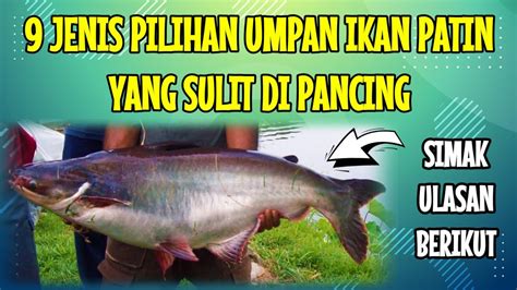 Terbaru Umpan Ikan Patin Yang Sulit Di Pancing Halimabdulchannel Youtube