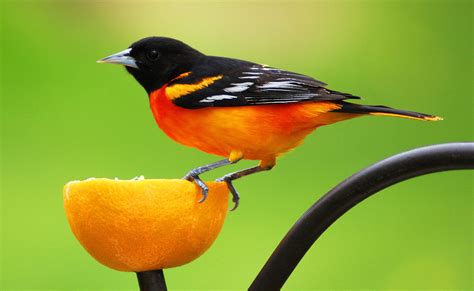 Baltimore Oriole Bird