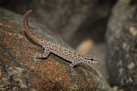 Pristurus Rupestris Rock Semaphore Gecko In The United Ara