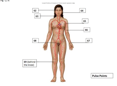 Science Human Body Pulse