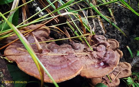 Трутовик лакированный (Гриб Рейши) (Ganoderma lucidum) фото и описание