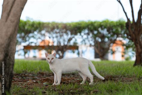 albino sic cat with yellow eyes in a garden, looks at the camera Stock ...