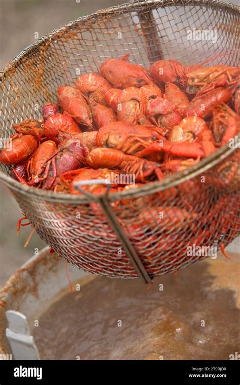 Steaming Hot Crayfish In Strainer Stock Photo Alamy