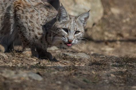 Wildcat Claw Marks Stock Photos - Free & Royalty-Free Stock Photos from ...