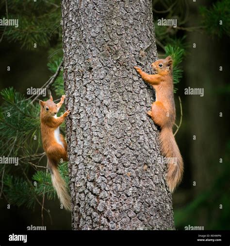 Chasing tail hi-res stock photography and images - Alamy