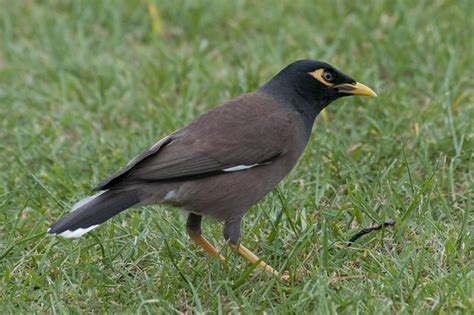 Bird In Everything: Birds Of New Zealand