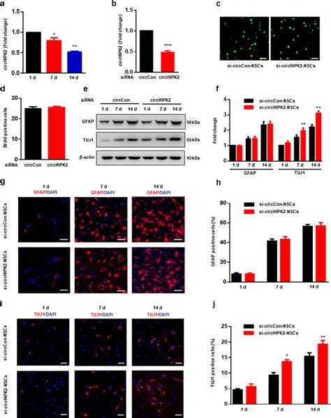 Circhipk Is Involved In The Differentiation Of Nscs A Qpcr Analysis