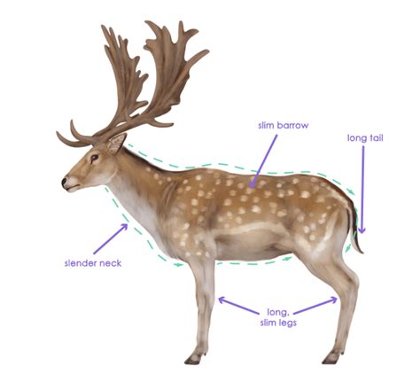 How To Draw Animals Deer Species And Anatomy