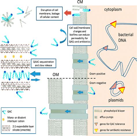 Schematic Of The Quaternary Ammonium Compounds Qacs Mode In The