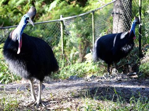 Australian Reptile Park Keepers Step In With Riot Shields During Attempt To Mate Cassowaries