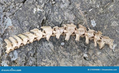 A Sheep S Backbone Skeleton Lying On A Rock Stock Photo Image Of