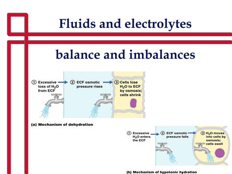 SOLUTION: Fluids electrolytes copy - Studypool