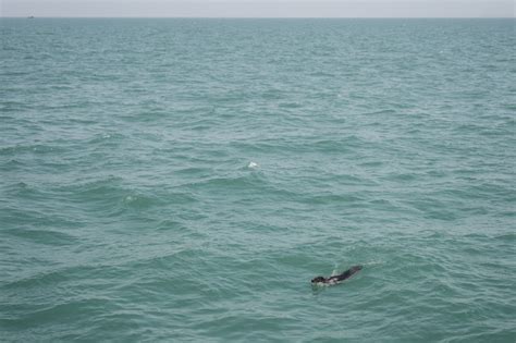 Photos Chine Sept Phoques Rel Ch S En Mer Dans Le Nord Est Chine