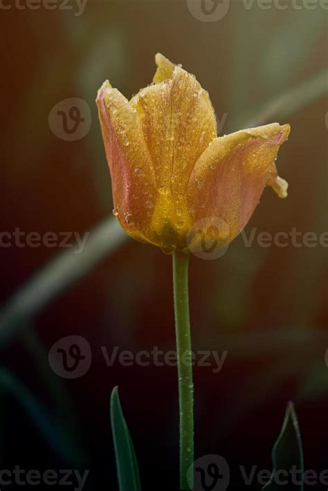 Yellow Tulip With Water Droplets In The Garden Stock Photo At