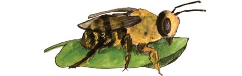 Bee Types — Bees In The D