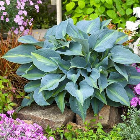 Funkia Ogrodowa Catherine Hosta C2 Sadowniczy Pl