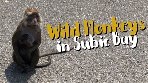 Wild Monkeys In Subic Bay Philippines Youtube