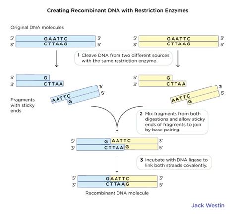 Restriction Enzymes Recombinant Dna And Biotechnology Mcat Content