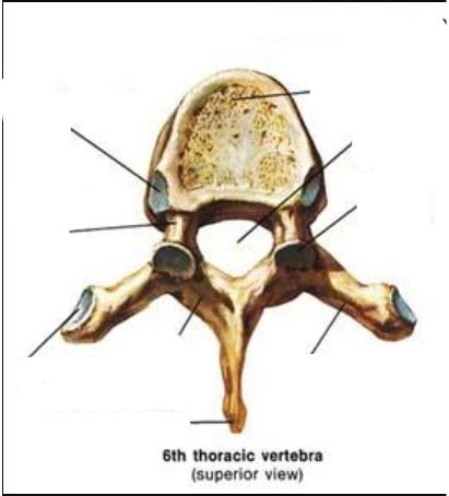 Thoracic Vertebra Superior View Diagram Quizlet