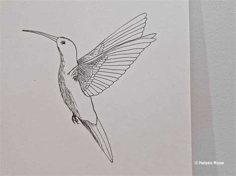 How To Draw Hummingbirds A Step By Step Guide With Pictures