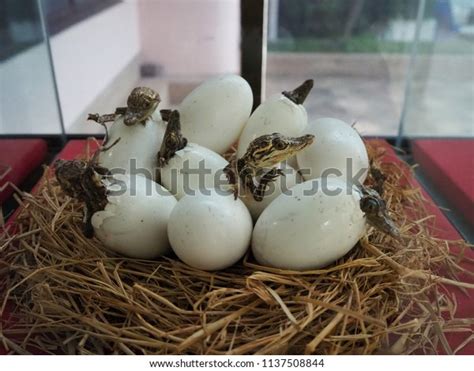 Baby Crocodiles Hatching Eggs Stock Photo 1137508844 Shutterstock