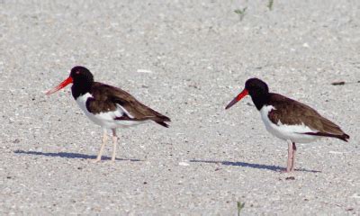 Florida Gulf Coast Birds Global Birding Initiative