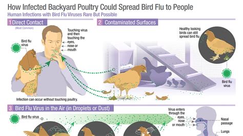 What Causes Bird Flu Virus Infections in Humans | Bird Flu | CDC