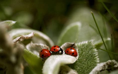 Wallpaper Ladybird Grass Leaves Surface 2560x1600 Wallup