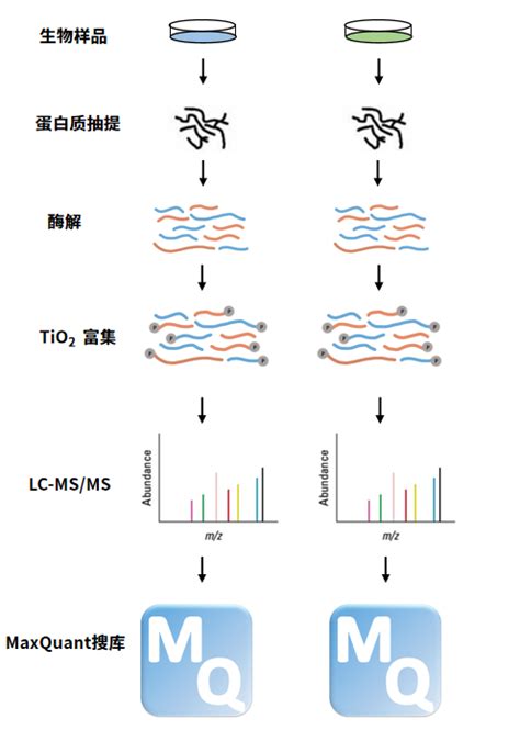 定量磷酸化蛋白质组学——华盈生物