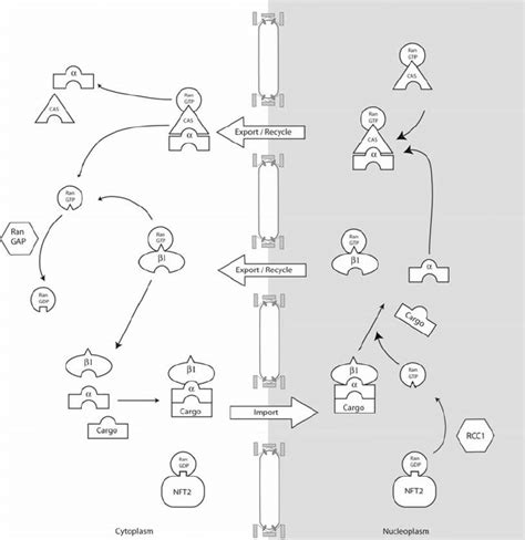 Model For Nuclear Import And Export Pathway Of Importin And The