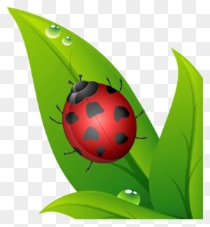 Joaninhas Em Png Ladybird Beetle Free Transparent Png Clipart