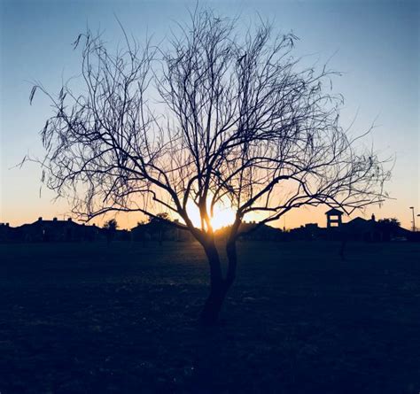 Free Images Sun Tree Silhouette Orange Yellow Branch Nature