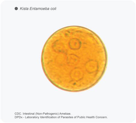 Protozoa Entamoeba Coli Vetmedicinae