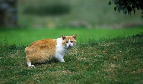 15 Orange Cat Breeds You Should Know – PureWow