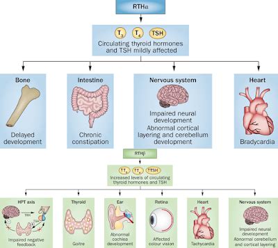 Overview of tissues and homeostatic functions affected in RTHα and RTHβ.