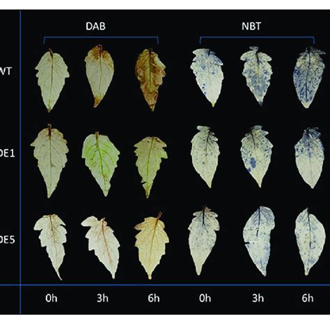 Dab And Nbt Staining Of Tomato Leaves The Yellow And Blue Colors