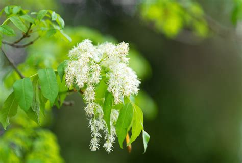 Japanese Lilac Tree Why Is This Tree A Must Have For Your Garden