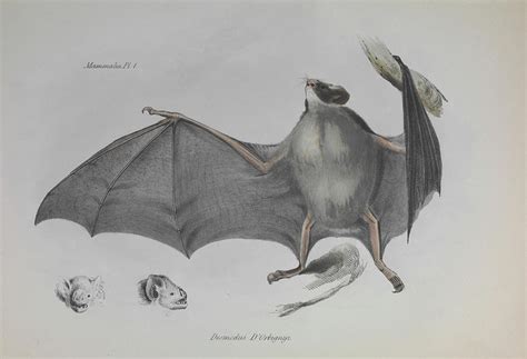 Vampire Bat Photograph by Natural History Museum, London/science Photo Library