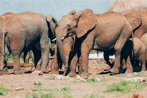 Elephants, South Africa 14517443 Stock Photo at Vecteezy