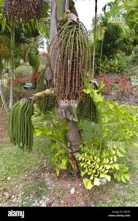 Fishtail Palm Tree Stock Photo Alamy