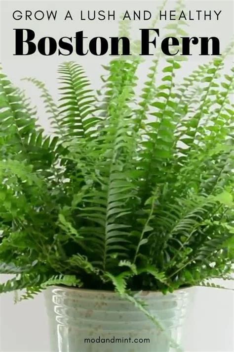 Boston Fern Care Expert Tips To Grow A Lush Fern Indoors Video