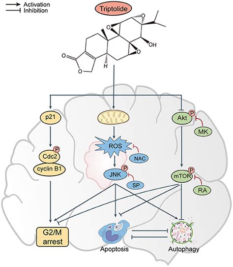 Frontiers Triptolide Induces Glioma Cell Autophagy And Apoptosis Via