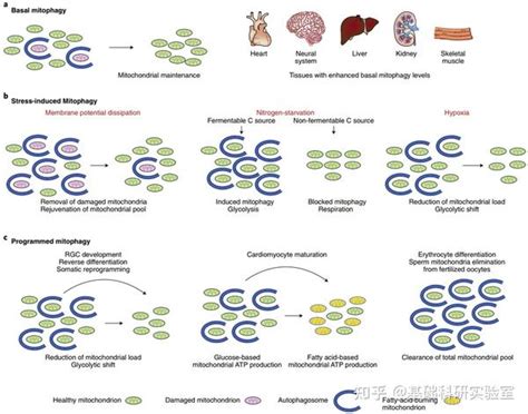 国自然热点：线粒体质量控制之「线粒体自噬」 知乎