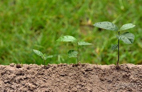 Plantas Jovens Est Crescendo No Passo Sobre Fundo Verde Da Natureza